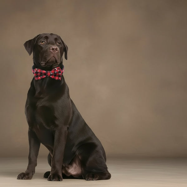 Collier pour chien de Noël