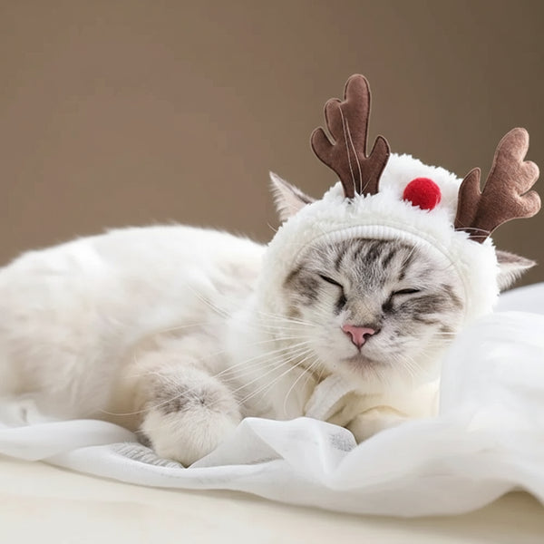 Costume chat - Rennes de Noël