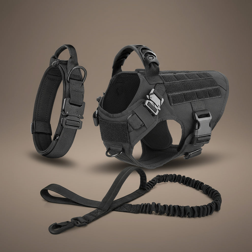 Ensemble harnais collier et laisse pour chien