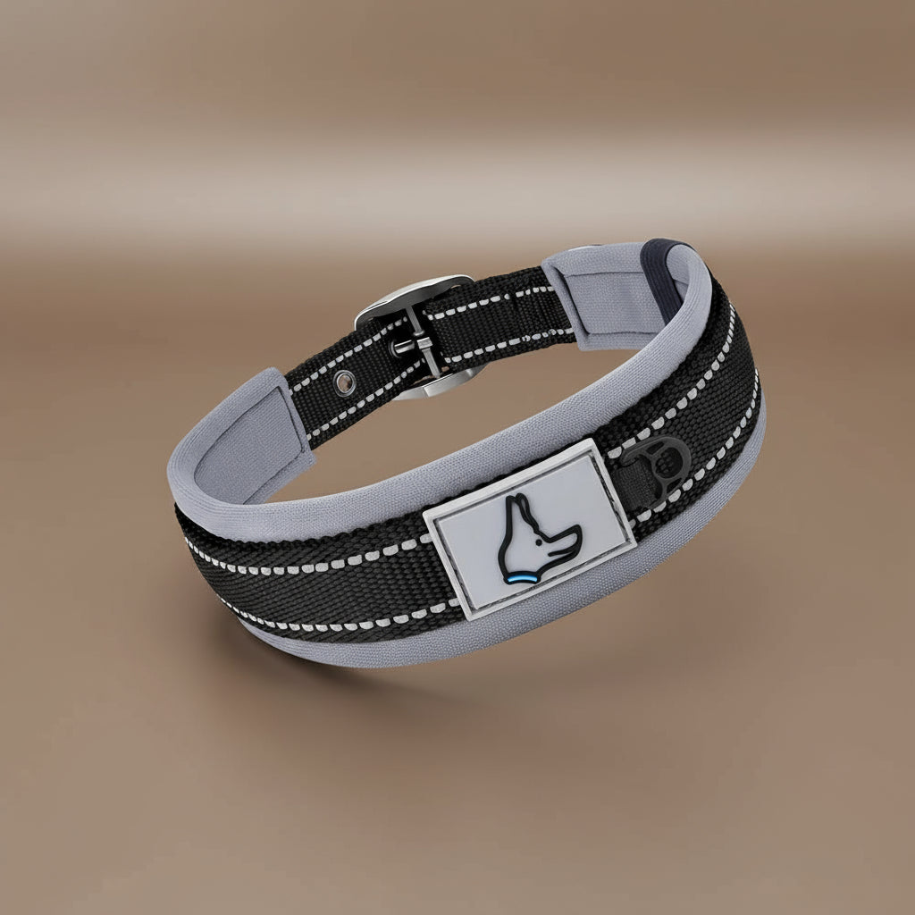 Collier réfléchissant pour chien